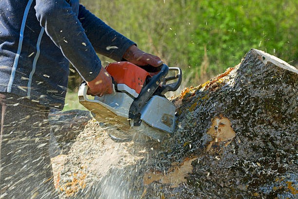 Best Tree Mulching Services  in Moulton, AL